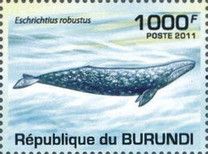Grey Whale (Eschrichtius robustus)
