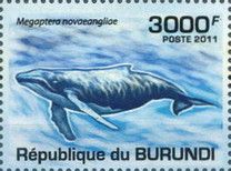 Humpback Whale (Megaptera novaeangliae)