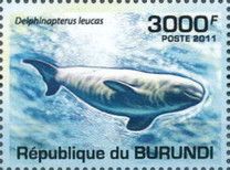 Pelphinapterus leucas