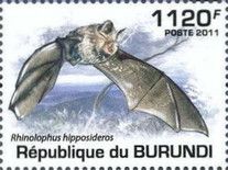 Lesser Horseshoe Bat (Rhinolophus hipposideros)