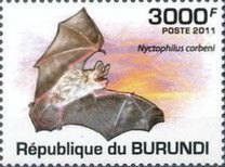 Corben's Long-eared Bat (Nyctophilus corbeni)