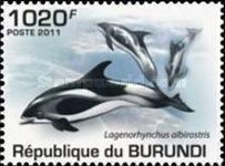 White-beaked Dolphin (Lagenorhynchus albirostris)