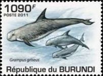 Risso's Dolphin (Grampus griseus)