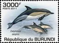 Common Dolphin (Delphinus delphis)