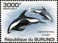 Hourglass Dolphin (Lagenorhynchus cruciger)