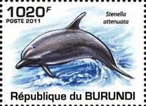 Pantropical Spotted Dolphin (Stenella attenuata)