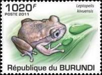 Kisenyi Forest Tree Frog (Leptopelis kivuensis)