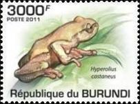 Ahl's Reed Frog (Hyperolius castaneus)