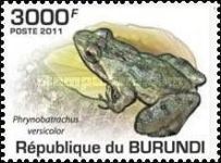 Rwanda River Frog (Phrynobatrachus versicolor)