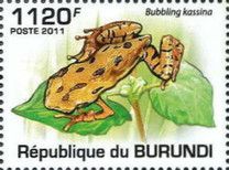 Bubbling Kassina (Kassina senegalensis)