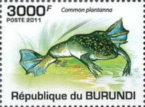 African claw-toed frog (Common plantanna)