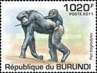 Pan Troglodytes