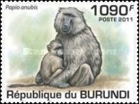 Olive Baboon (Papio anubis)