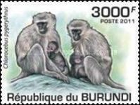 Vervet Monkey (Chlorocebus pygerythrus)