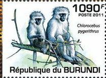 Vervet Monkey (Chlorocebus pygerithrus)