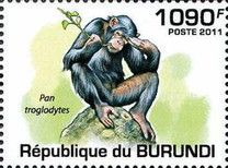 Pan troglodytes