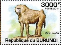 Olive Baboon (Papio anubis)