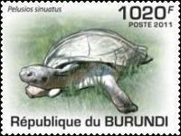Serrated Hinged Terrapin (Pelusios sinuatus)