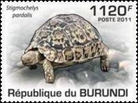 Leopard Turtle (Stigmochelys pardalis)