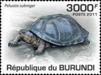 East African Black Mud Turtle (Pelusios subniger)