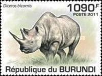 Diceros Bicornis