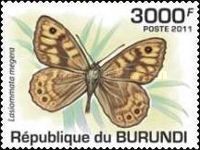 Wall Brown (Lasiommata megera)