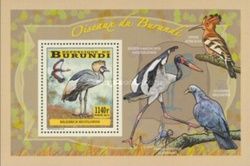 Balearica regulorum