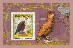 Haliaeetus vocifer