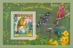 Blue-breasted Bee-eater (Merops variegatus)