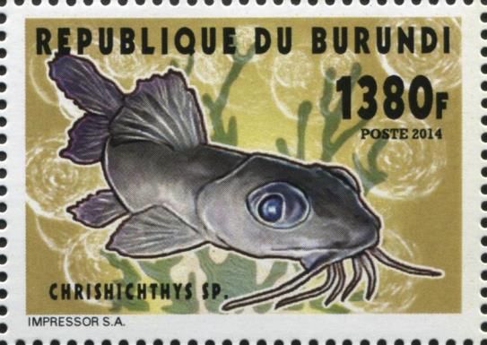 Chrysichthys sp.