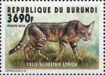 African Wildcat (Felis silvestris lybica)