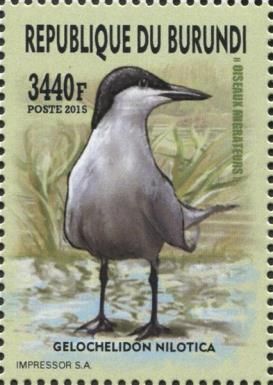 Gull-billed Tern (Gelochelidon nilotica)