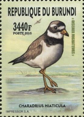 Common Ringed Plover (Charadrius hiaticula)
