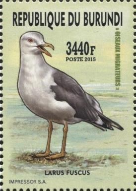 Lesser Black-backed Gull (Larus fuscus)