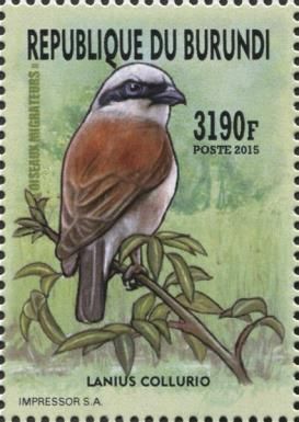 Red-backed Shrike (Lanius collurio)