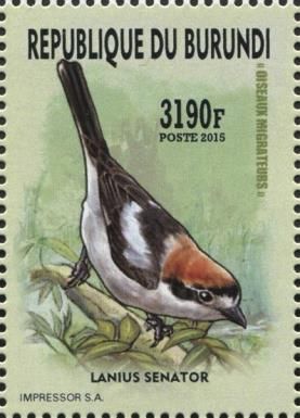 Woodchat Shrike (Lanius senator)