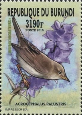 Marsh Warbler (Acrocephalus palustris)