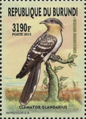 Great Spotted Cuckoo (Clamator glandarius)