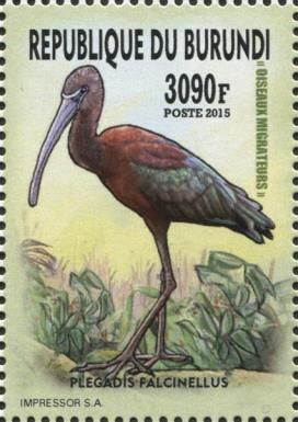 Glossy Ibis (Plegadis falcinellus)