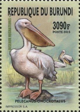 Great White Pelican (Pelecanus onocrotalus)