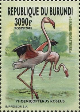 Greater Flamingo (Phoenicopterus roseus)