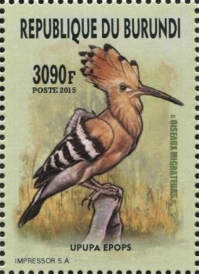 Eurasian Hoopoe (Upupa epops)