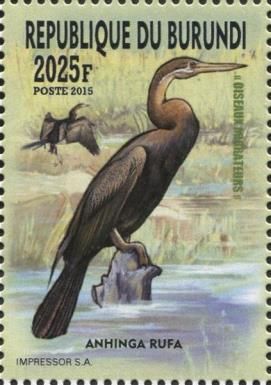 African Darter (Anhinga rufa)