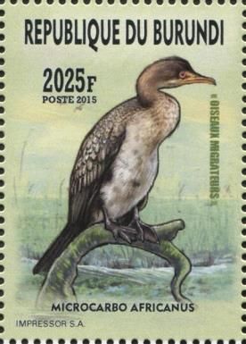 Long-tailed Cormorant (Microcarbo africanus)