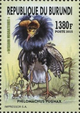 Ruff (Philomachus pugnax)