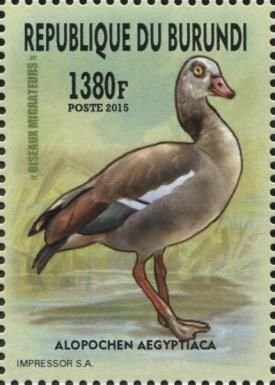 Egyptian Goose (Alopochen aegyptiaca)