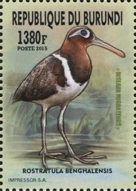 Greater Painted-Snipe (Rostratula benghalensis)