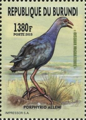 Allen's Gallinule (Porphyrio alleni)