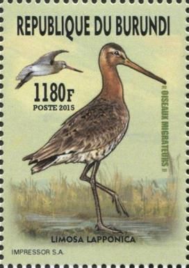 Bar-tailed Godwit (Limosa lapponica)