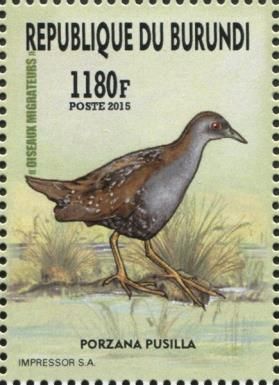 Baillon's Crake (Porzana pusilla)